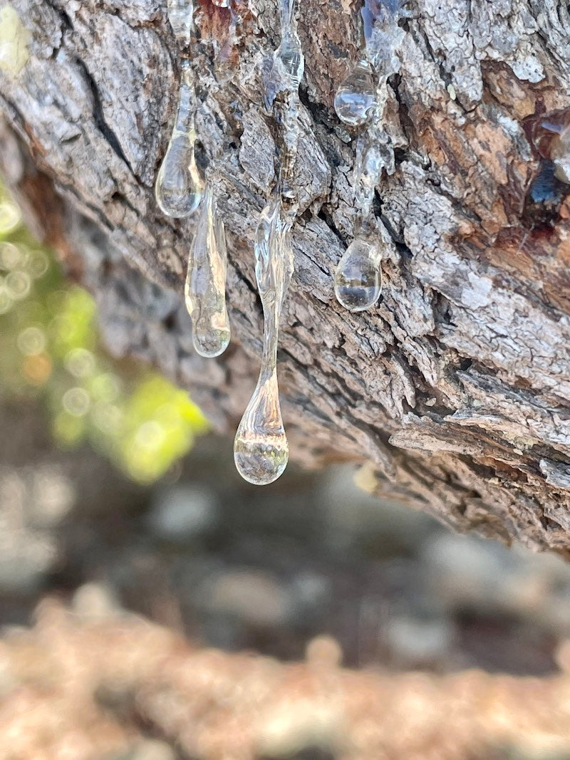 chios mastic gum Masticlife