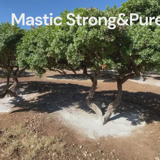 Mastic Strong&Pure – Natural Support for Stomach Health: Helicobacter, Gastritis, Reflux